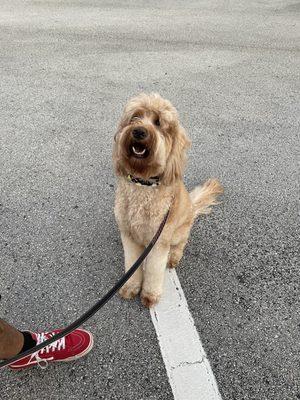 Golden doodle after mini-grooming.