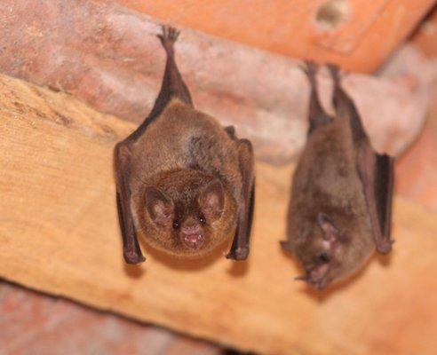 Bats in attic