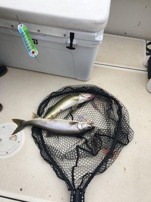 Lake Trout and Walleye Double