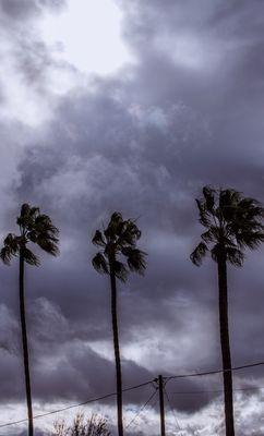 After the storm. Palm trees in reedley