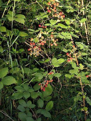 Blackberries aren't ripe yet