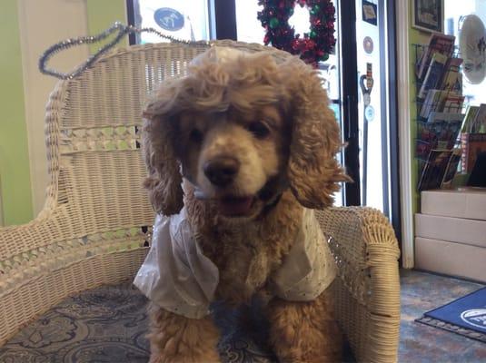 Cheeseball, the book store dog, al dolled up for the holidays in her angel outfit.