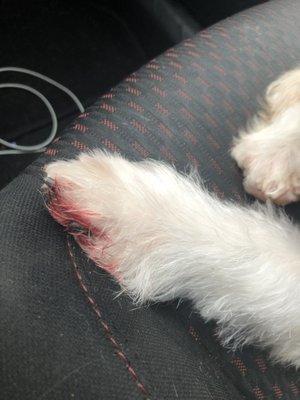 My puppy's nails was cut way too short