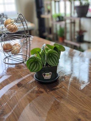 My new and perfect watermelon peperomia!