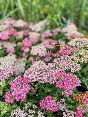 Springtown Garden Center