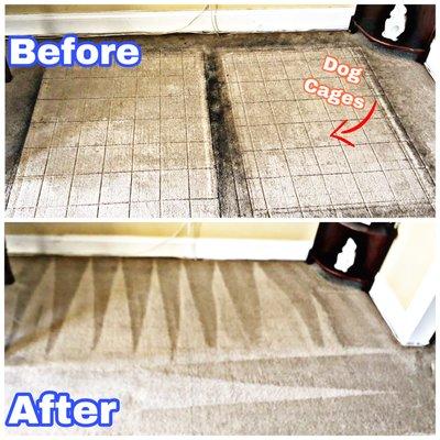 Before & After Carpet Cleaning in Philadelphia, PA