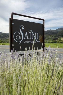 Saini Vineyards in Dry Creek Valley