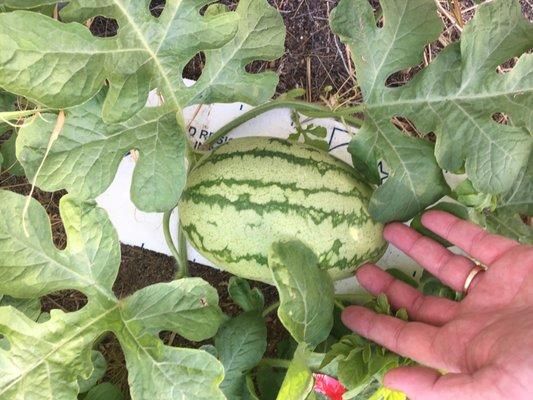 Beginning of a yellow Pima Melon