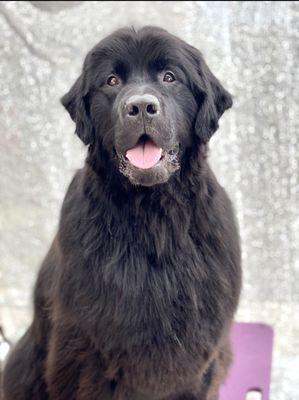 Sherman - Newfoundland