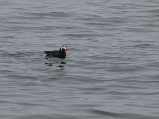 Bird viewing