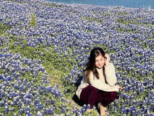 Bluebonnets