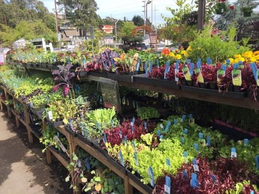 The herbs and vegetable section