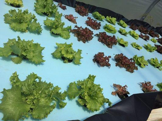 In 2019 we began offering several types of lettuce grown hydroponically.