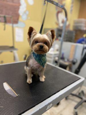 Yorkie Groom