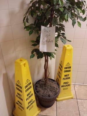 Guess this tree is broken?  Lol Men's restroom