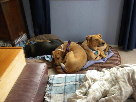 Rascal, Kaia and Cloe cuddled up together