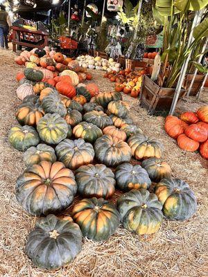 These are very high-end pumpkins called fairytale. I did not know there was so many different types of pumpkins with specific names.