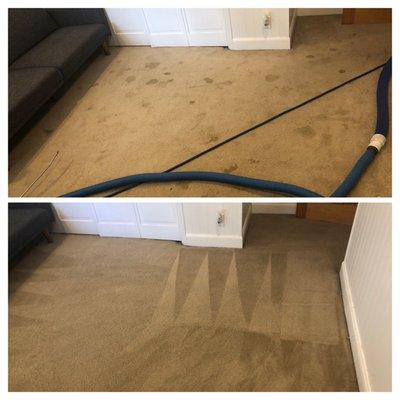 Before and after pics of a pet stained carpet.