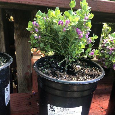 Sweet Pea Shrubs