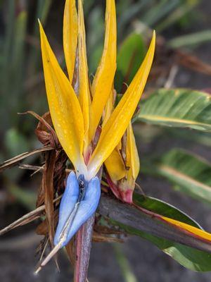 Bird of Paradise