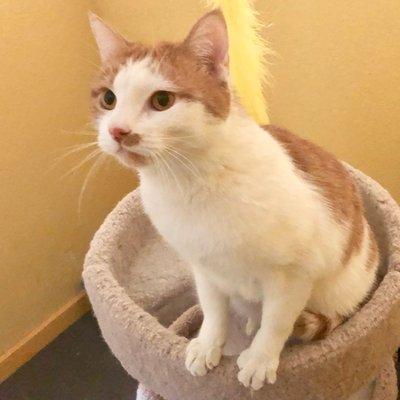 Prince, is a pretty kitty He is currently eating Pet Wants Lean Cat and is close to his ideal weight. Pet Wants Henderson Fresh Delivered