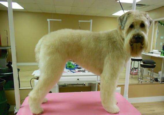 Wheatie is a Soft Coated Wheaten and looks great in this beautiful trim.