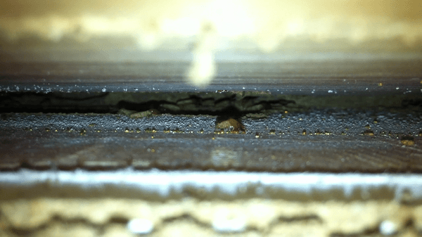 Termite underneath window seal 2