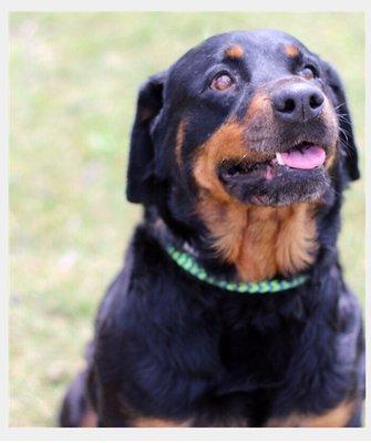 Nia a 4 year old Rottweiler adopted July 14, 2019 from Franklin County Dog Shelter.