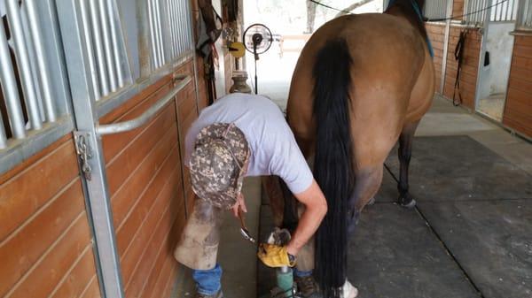 Craig Nichols Equine Performance Enhancement & Farrier Service