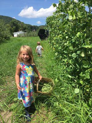 Picking beans