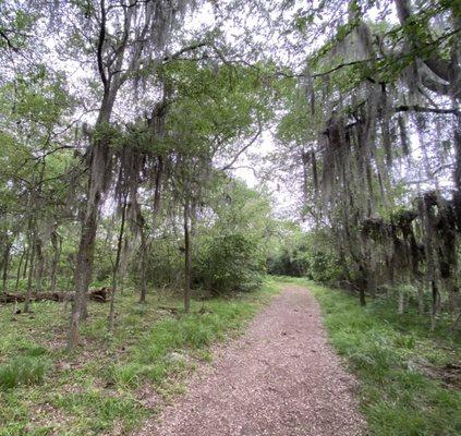 Love the eerie Spanish moss hanging from all the trees!!