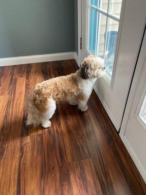 Reggie is waiting to see a neighbor's dog