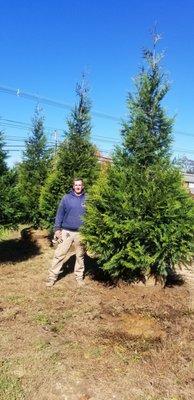 Green giant arborvitae