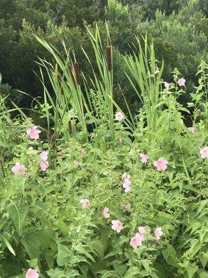 Wild hibiscuses and cattails.