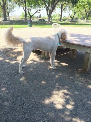 Dusty is inspecting the park...he's not very sure about this place just yet :/