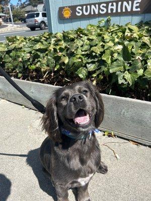 Stormy loved his haircut!