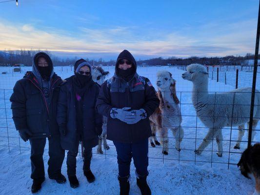 With the pregnant Alpacas