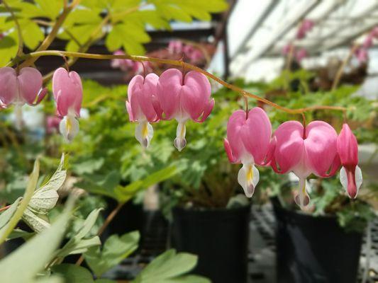 Bleeding Heart