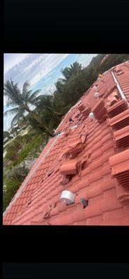 For your tiles roof , call 786 859-8357.