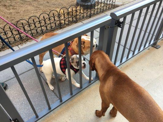 Staying a few minutes longer... Just so he could say hi to his pals!