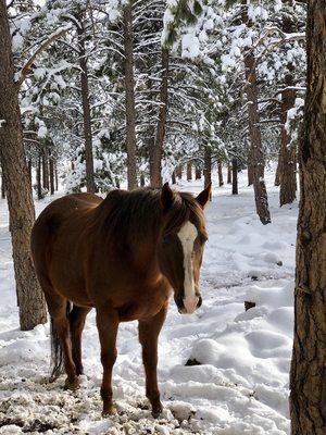 Our own rescue horse Mandela sunning himself