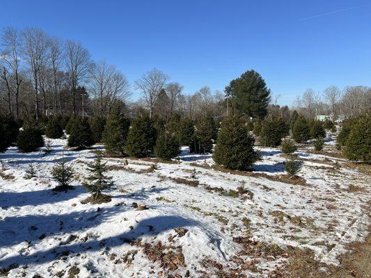 Christmas tree farm