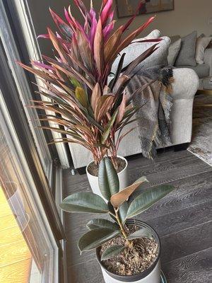 Cordyline Plant