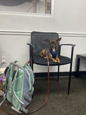 My little dog at the dealership after our tow ride with Autorama.