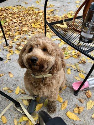 Dog friendly patio!