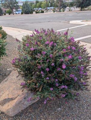 More landscaping.