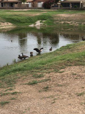 Geese and ducks