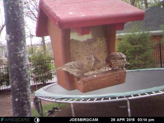 House Finches eating WBU seed out of a WBU feeder captured on a WBU BirdCam.