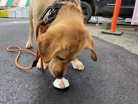 Mae's treat, a dog cookie with cream!