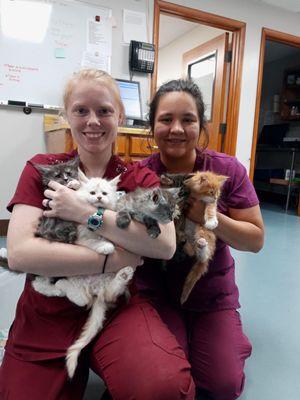 Their staff with our litter of Mainecoon Kittens!